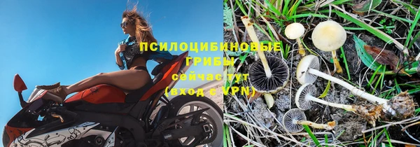 индика Абаза