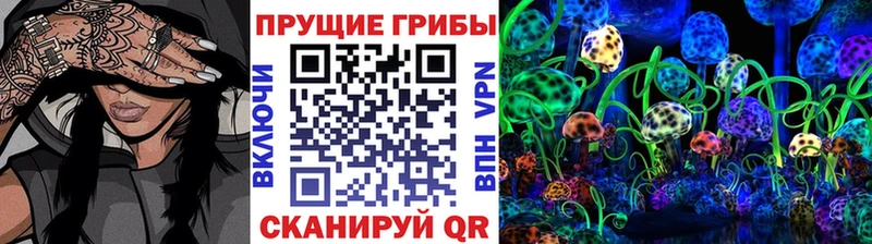 Галлюциногенные грибы Psilocybine cubensis  Сокол 